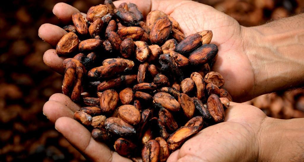 nestlé, kakao çiftçilerine çocuklarını okula devam ettirmek için destek olacak 8 nestlé kakao i̇şçileri