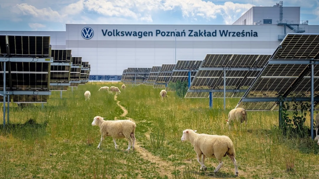 volkswagen vw poznan sheep solar panels mechanical mowing 1 1024x576 1